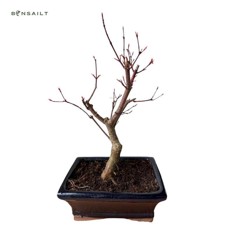 Japanische Ahorne Deshojo Bonsai P15