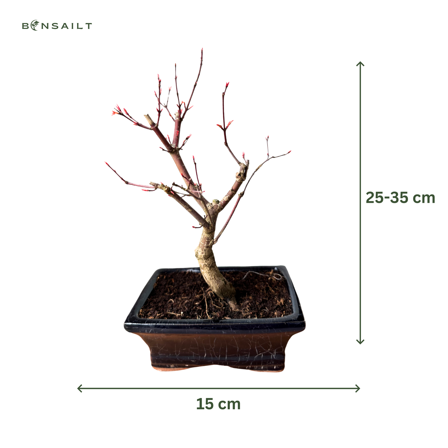 Japanische Ahorne Deshojo Bonsai P15