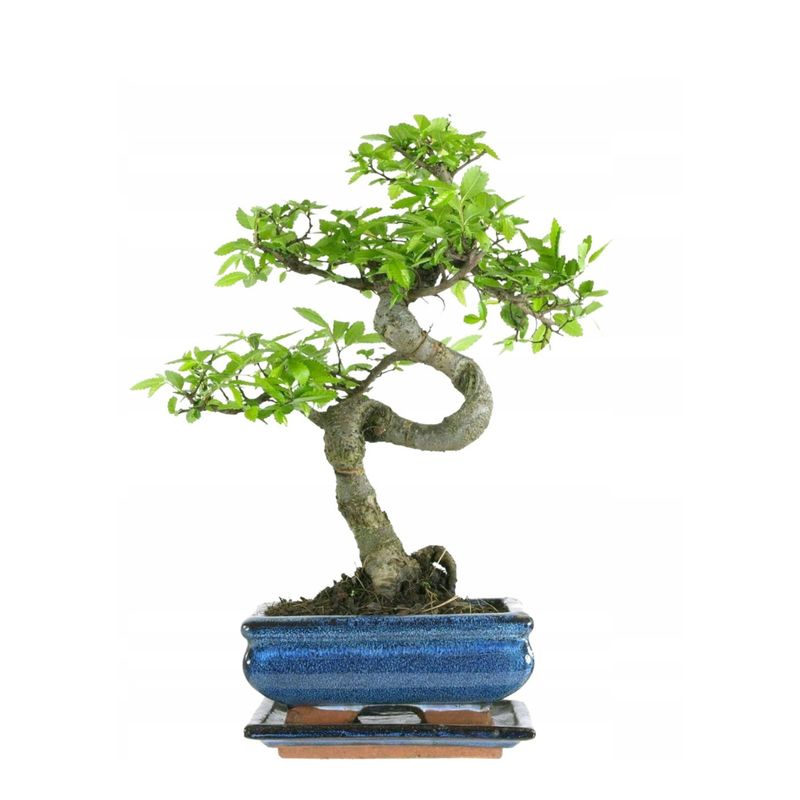Chinesische Ulme Bonsai-Baum P15 S Chinesische Ulme Bonsai-Baum P15 S