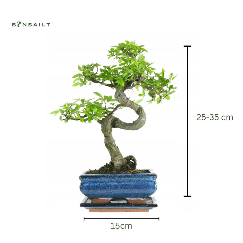 Chinesische Ulme Bonsai-Baum P15 S