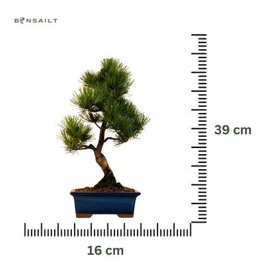 Japan Weißer Kiefer Bonsai Pinus P16