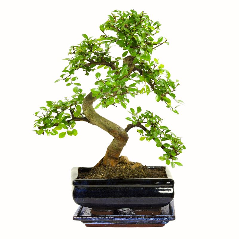 Chinesische Ulmus parvifolia Bonsai P20 S