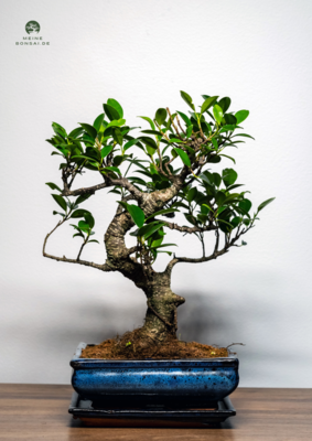 Ficus Bonsai P20 S