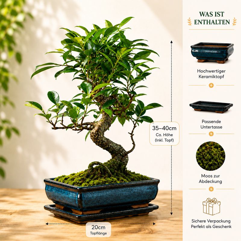 Ficus Bonsai P20 S