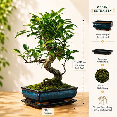 Ficus Bonsai P20 S