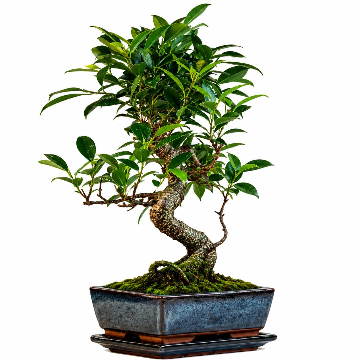 Ficus Bonsai P20 S