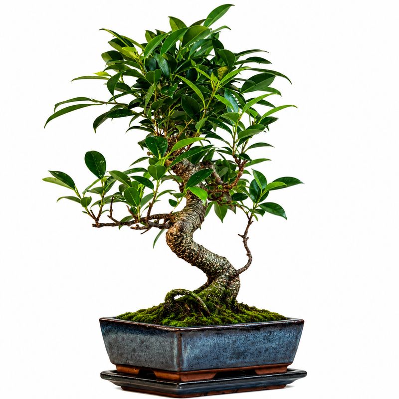 Ficus Bonsai P20 S