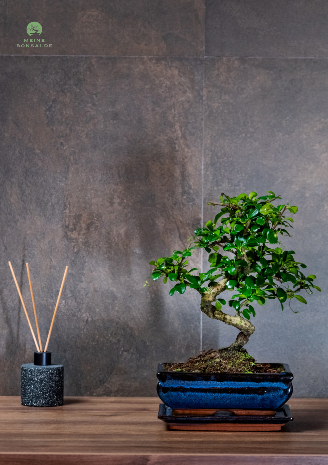 Fukien Teebaum Bonsai P20 S ( Carmona baum )