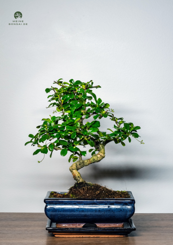 Fukien Teebaum Bonsai P20 S ( Carmona baum )