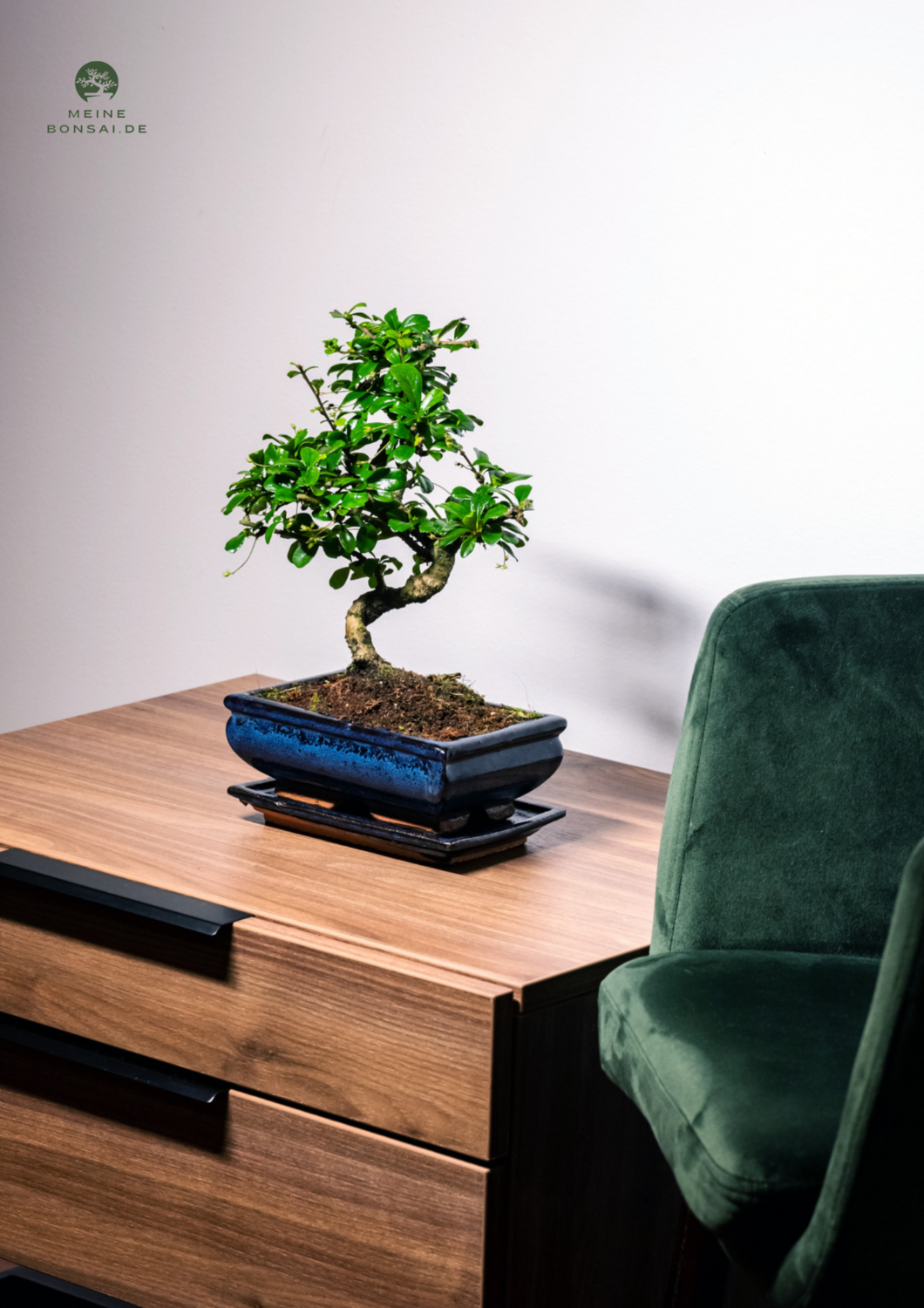 Fukien Teebaum Bonsai P20 S ( Carmona baum )