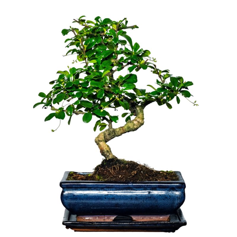 Fukien Teebaum Bonsai P20 S ( Carmona baum ) Fukien Teebaum Bonsai P20 S ( Carmona baum )