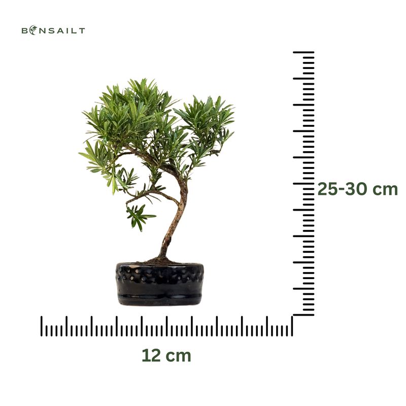 Podocarpus Bonsai P12