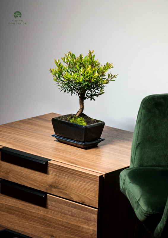 Syzygium Bonsai P15