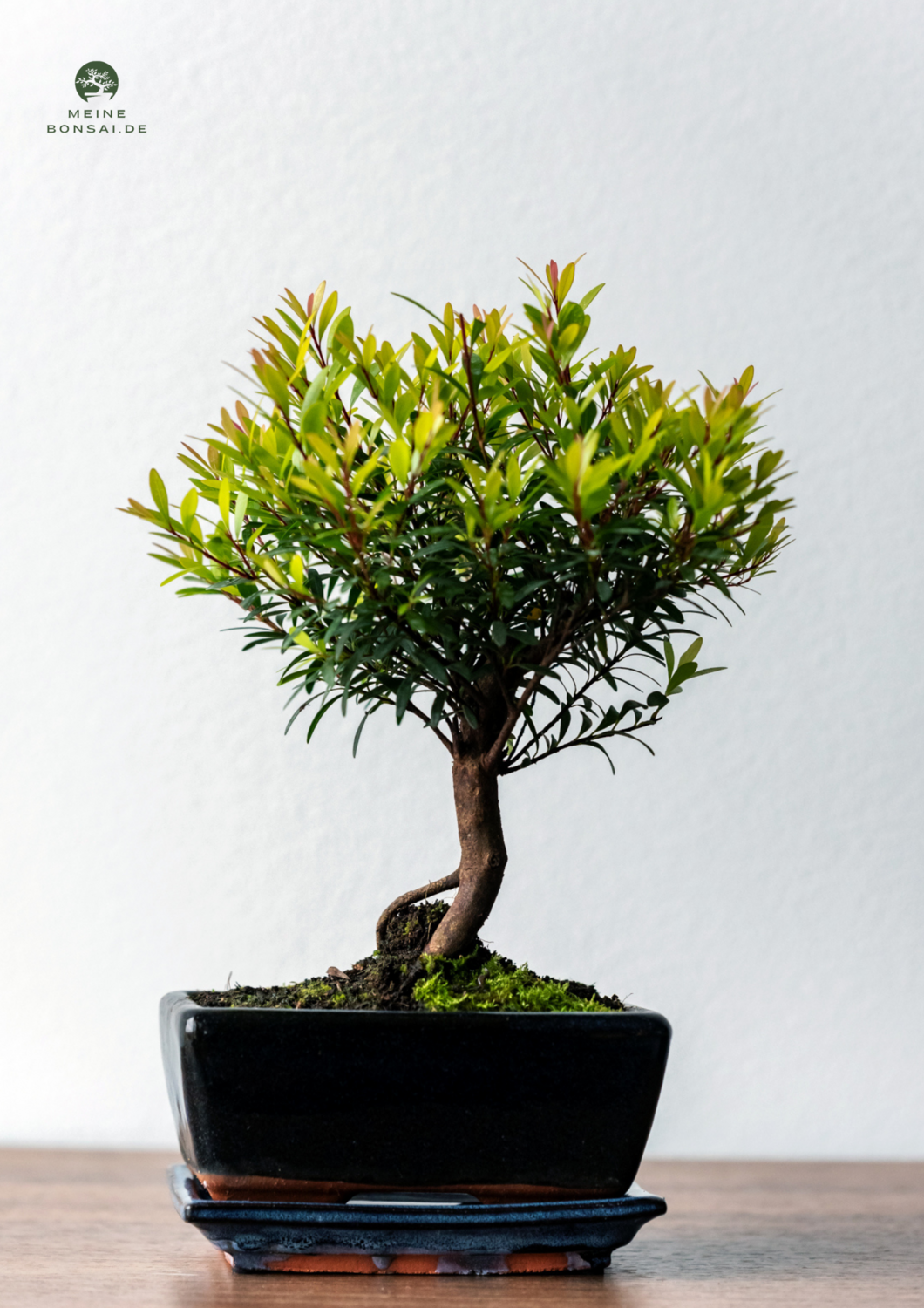 Syzygium Bonsai P15