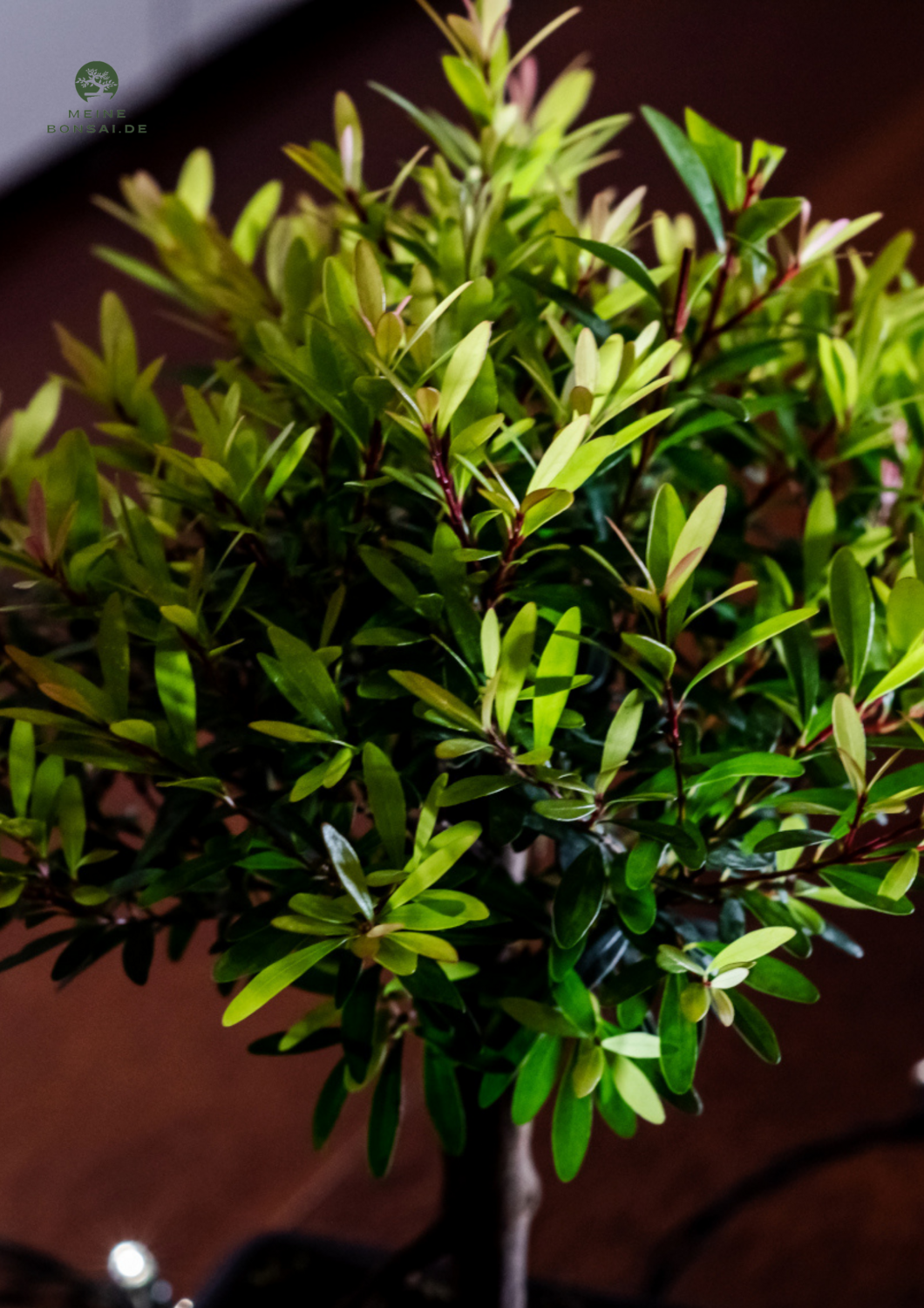 Syzygium Bonsai P15