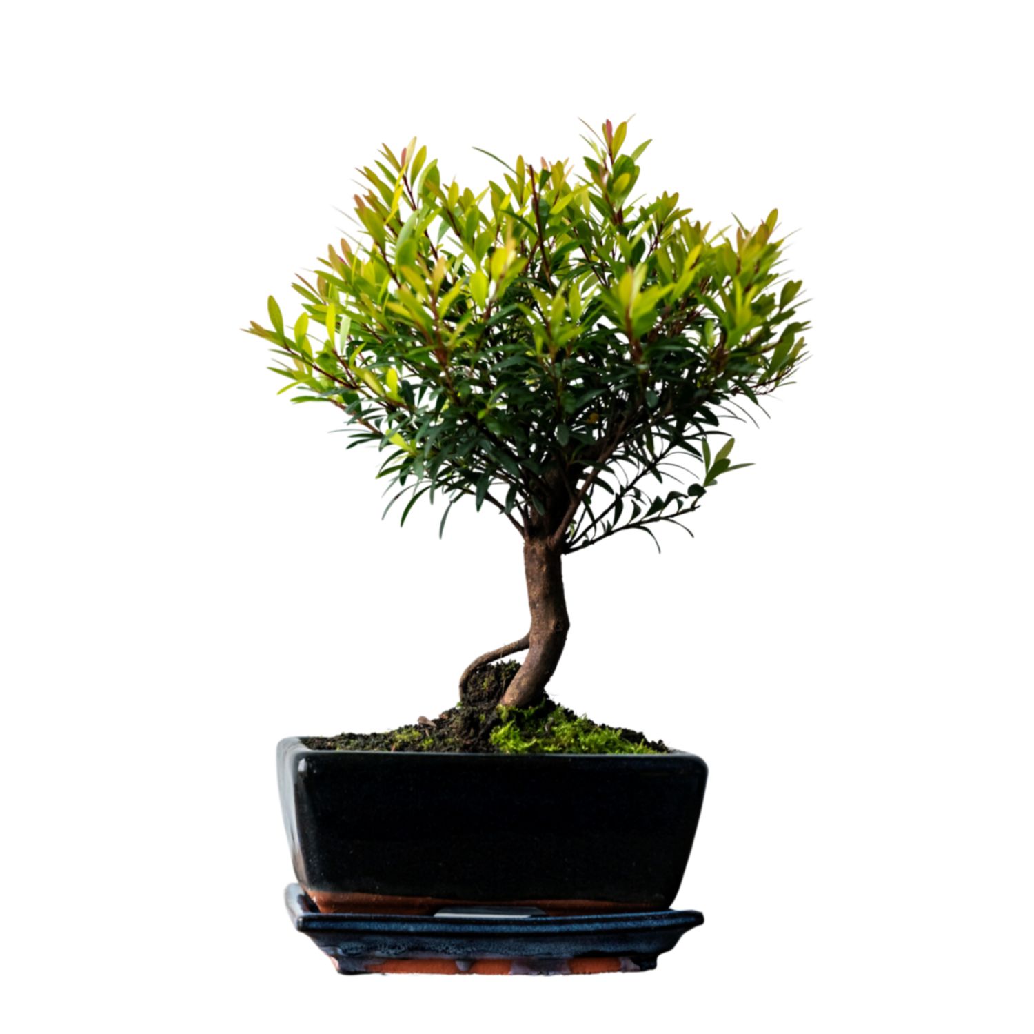 Syzygium Bonsai P15