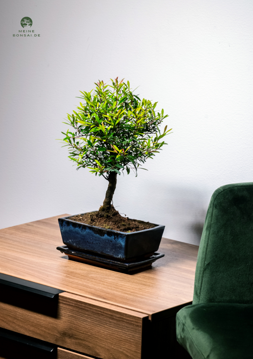 bonsai mutterpflanze Plectranthus ernstii ('Bonsai Minze')