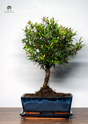 Syzygium Bonsai P20