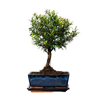 Syzygium Bonsai P20