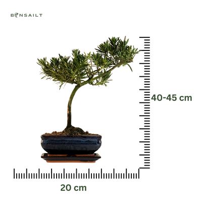 Podocarpus Bonsai Buddhistische Kiefer bonsai P20 S