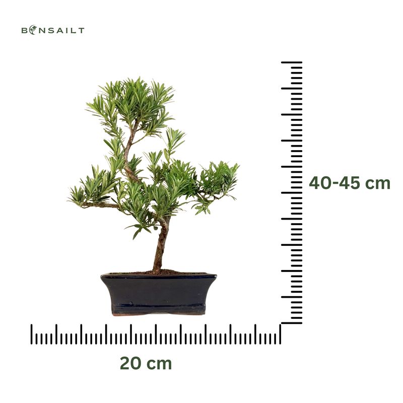 Podocarpus Bonsai Buddhistische Kiefer bonsai P20 S