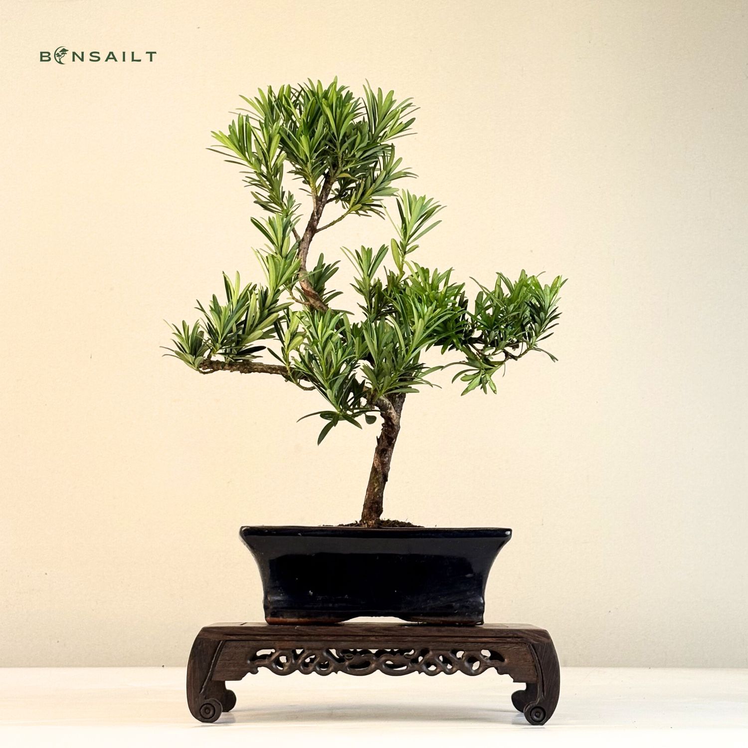 Podocarpus Bonsai Buddhistische Kiefer bonsai P20 S