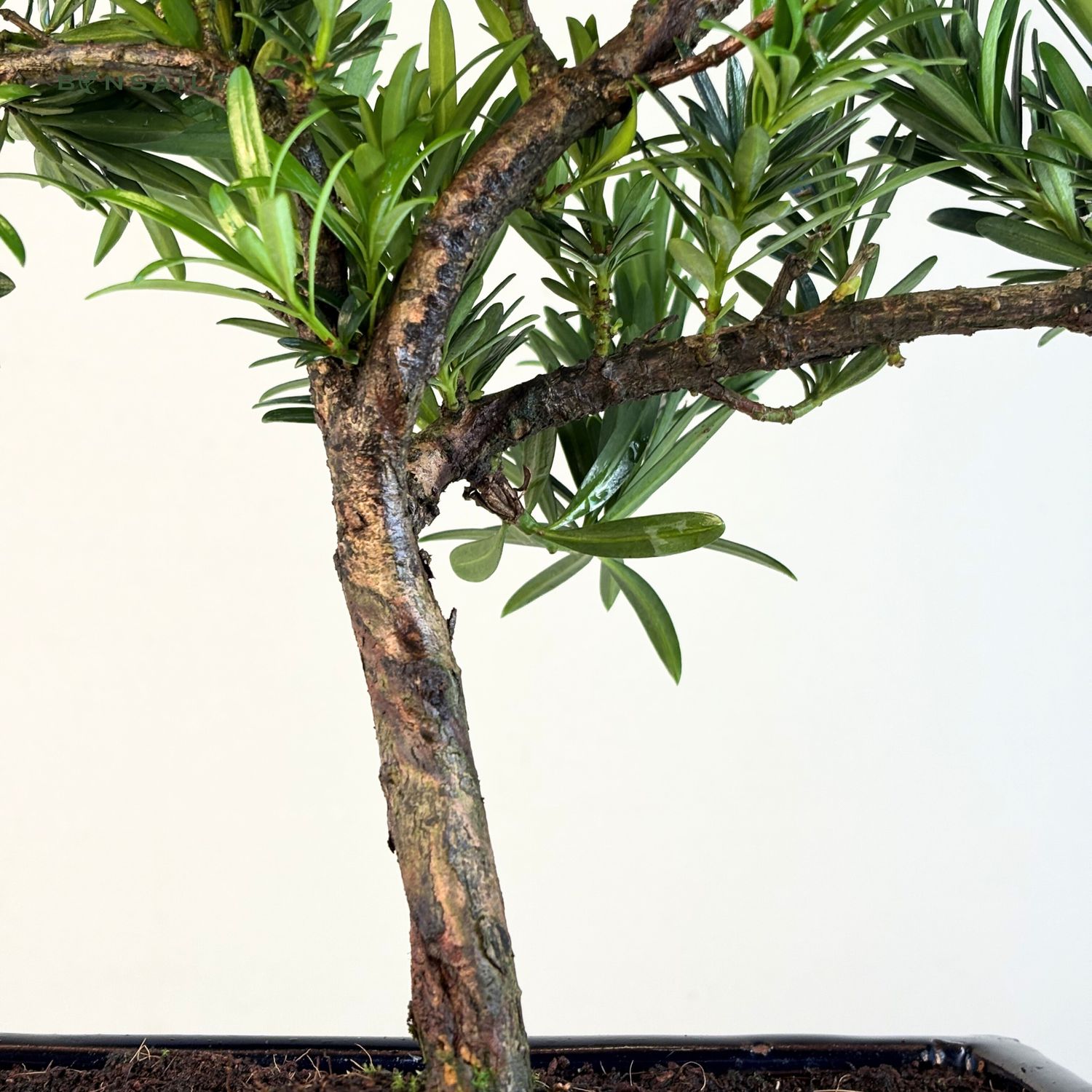 Podocarpus Bonsai Buddhistische Kiefer bonsai P20 S