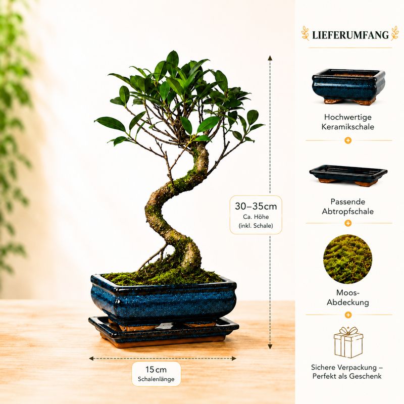 Ficus Bonsai P15 S