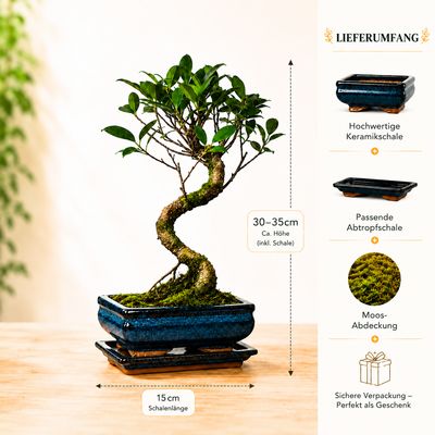 Ficus Bonsai P15 S