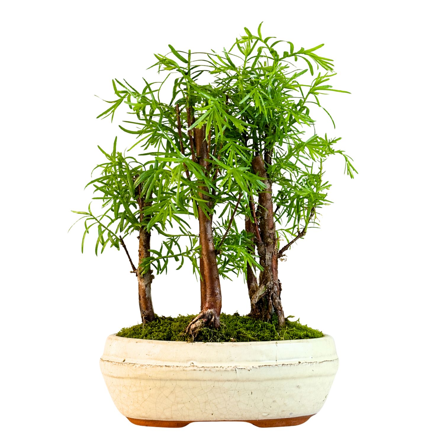 Metasequoia Bonsai Wald 15 cm topf