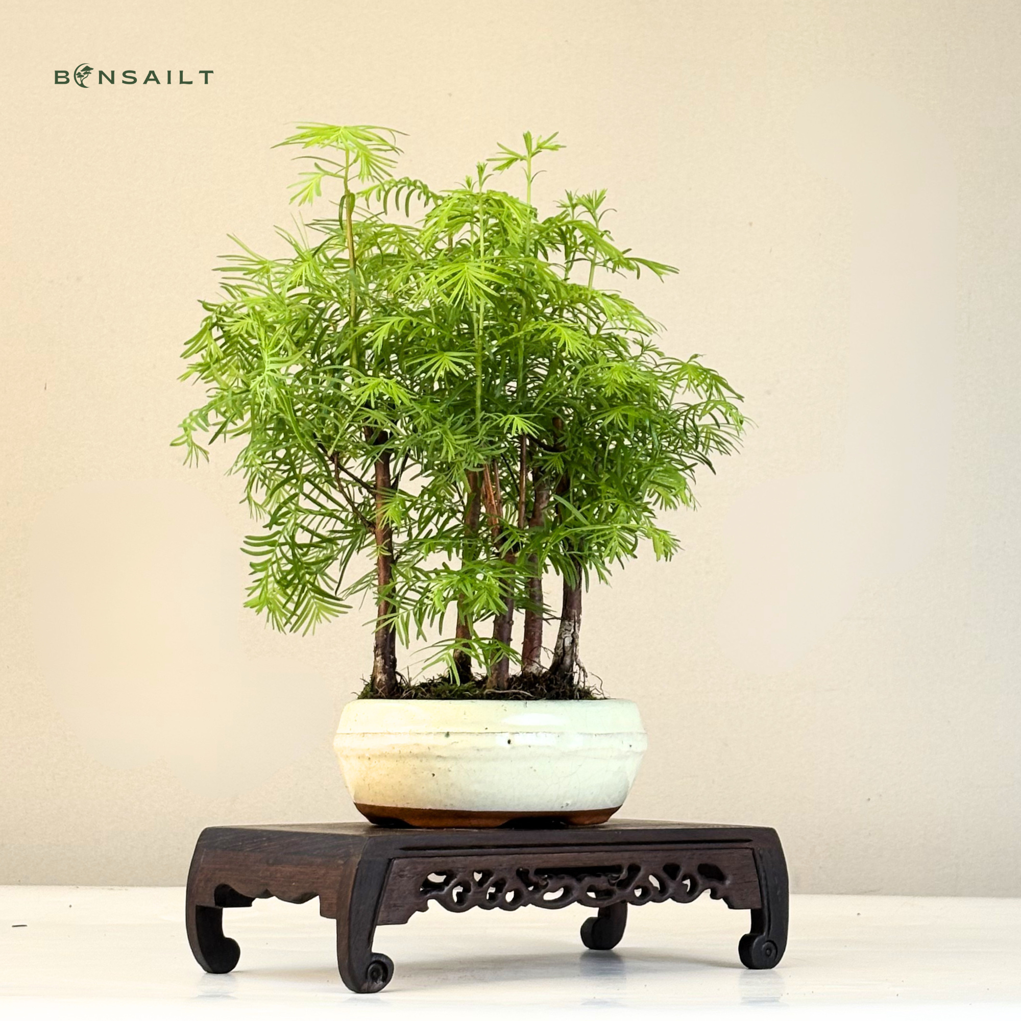 Metasequoia Bonsai - 29,99  - Jetzt kaufen