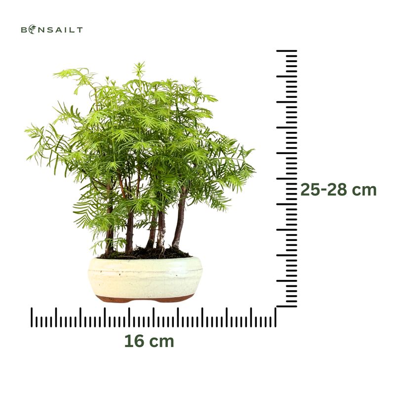 Metasequoia Bonsai Wald 16 cm topf MM16