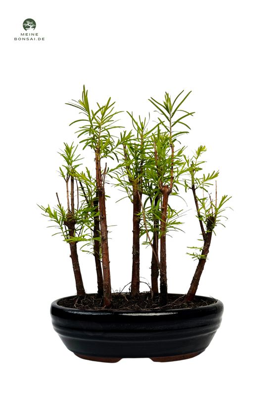 Metasequoia Bonsai Wald 18cm topf