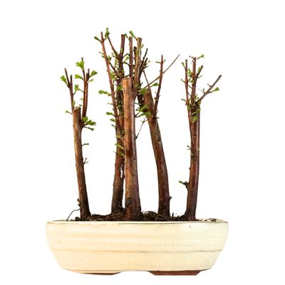 Metasequoia Bonsai Wald 18cm topf