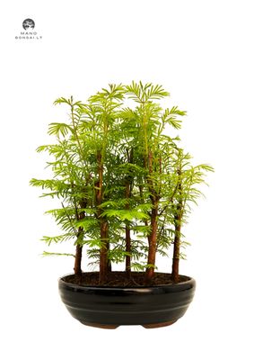 Metasequoia Bonsai Wald 18cm topf