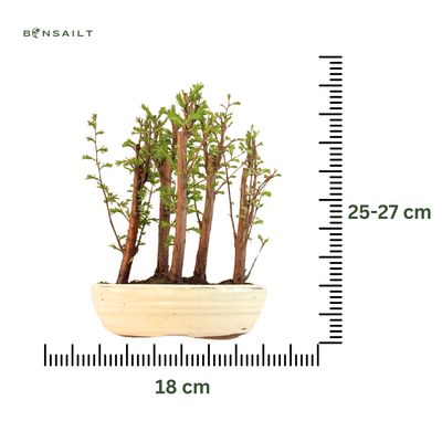 Metasequoia Bonsai Wald 18cm topf