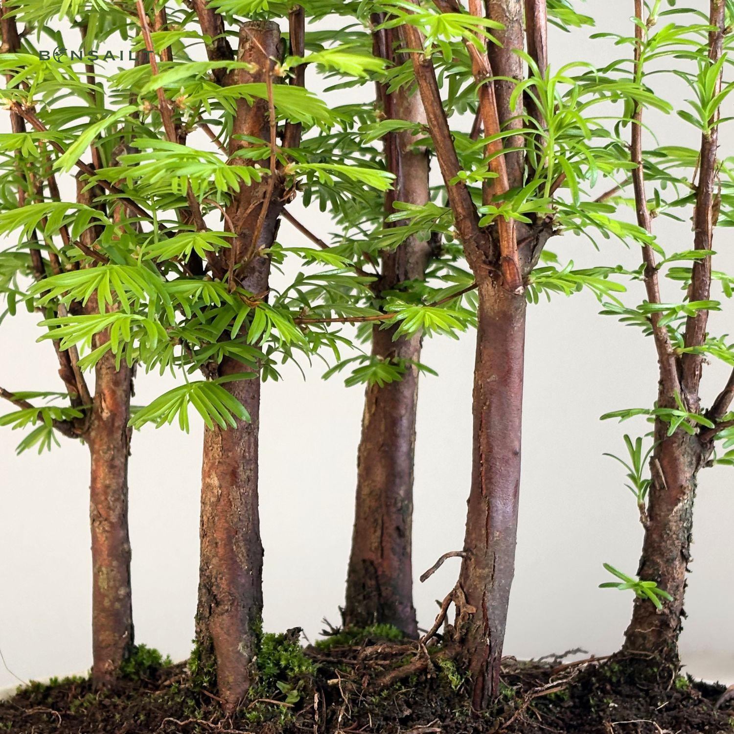 Metasequoia Bonsai Wald 18cm topf MM18