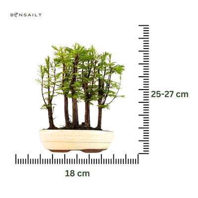 Metasequoia Bonsai Wald 18cm topf