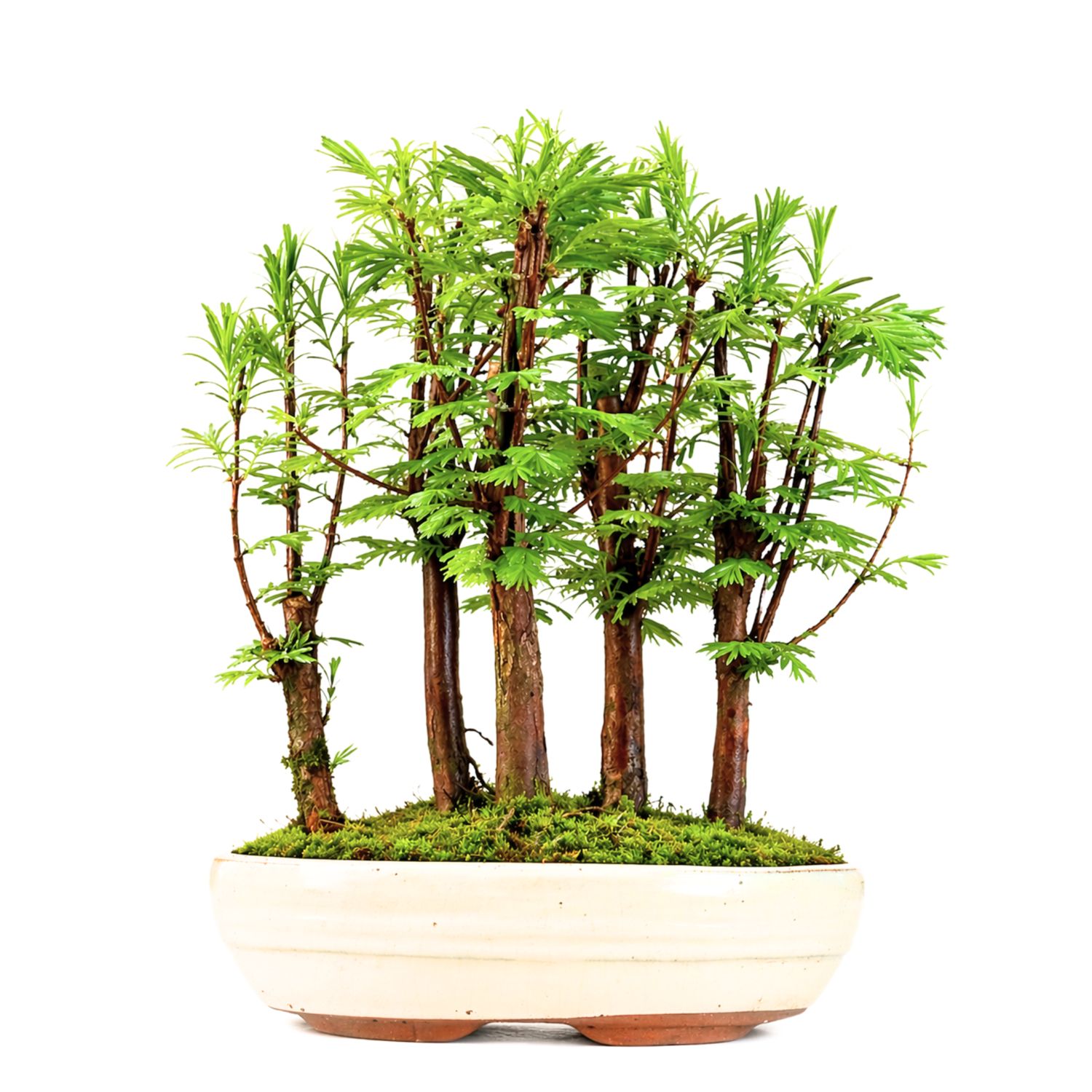 Metasequoia Bonsai Wald 18cm topf