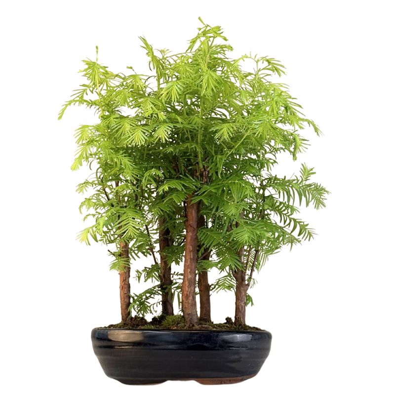 Metasequoia Bonsai Wald 18cm topf MM18 Metasequoia Bonsai Wald 18cm topf MM18