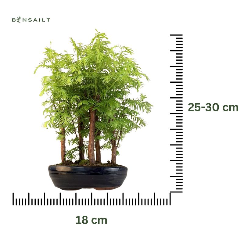 Metasequoia Bonsai Wald 18cm topf MM18