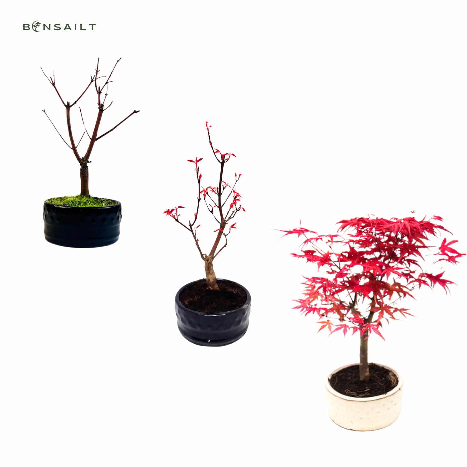 eibe formschnitt kaufen Taxus baccata main image 0