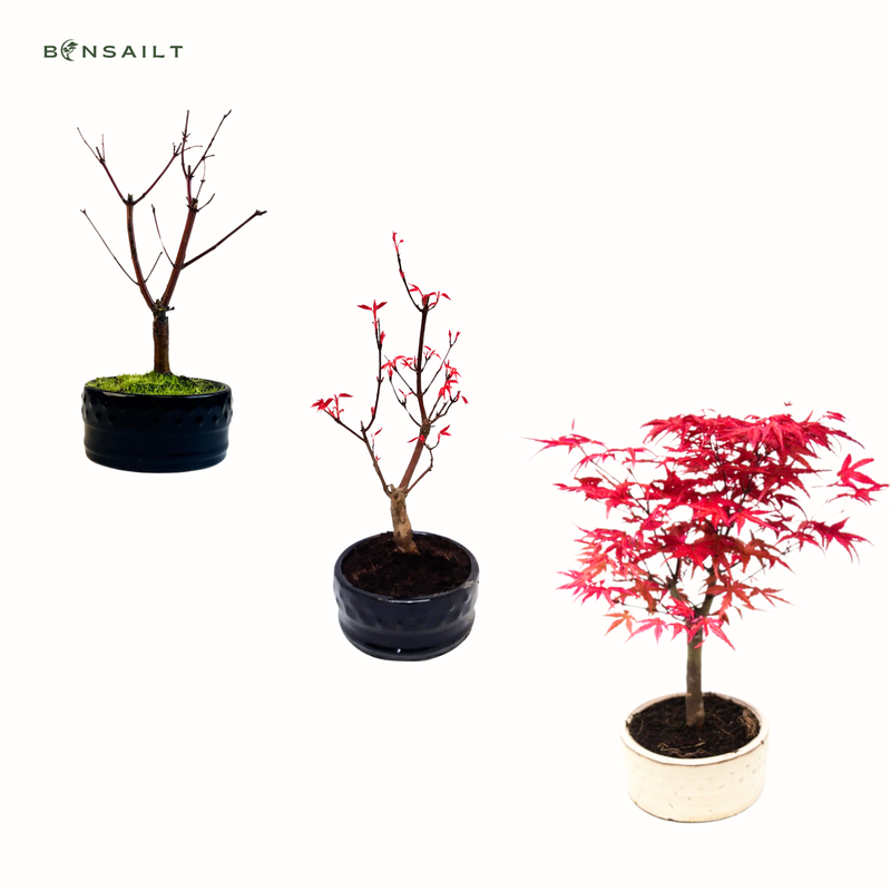 Ahorne Deshojo Bonsai- Acer Bonsai Baum P12