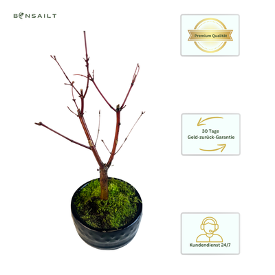 Ahorne Deshojo Bonsai- Acer Bonsai Baum P12