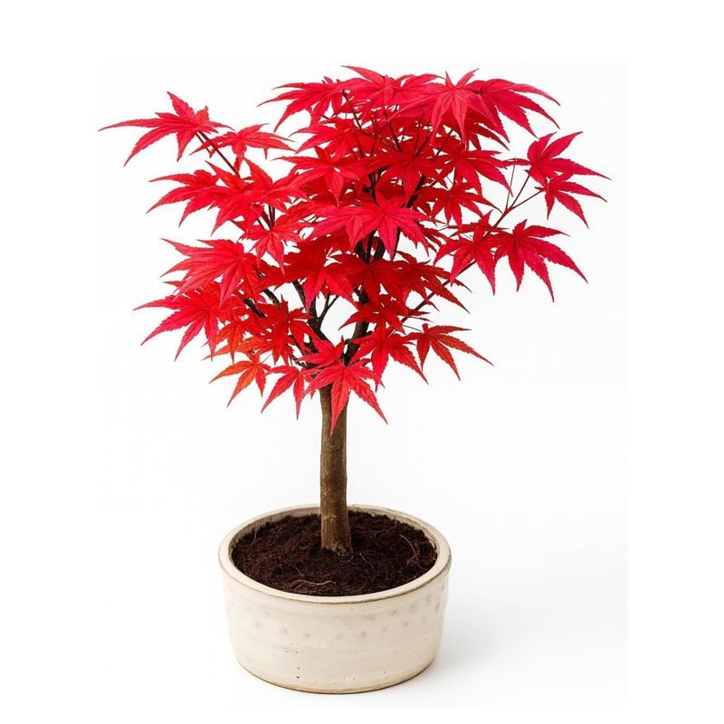 Ahorne Deshojo Bonsai- Acer Bonsai Baum P12 Ahorne Deshojo Bonsai- Acer Bonsai Baum P12