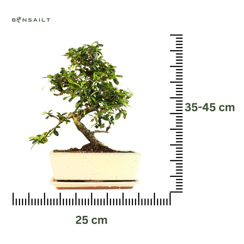 Fukien Teebaum Bonsai P25 S (Carmona baum)
