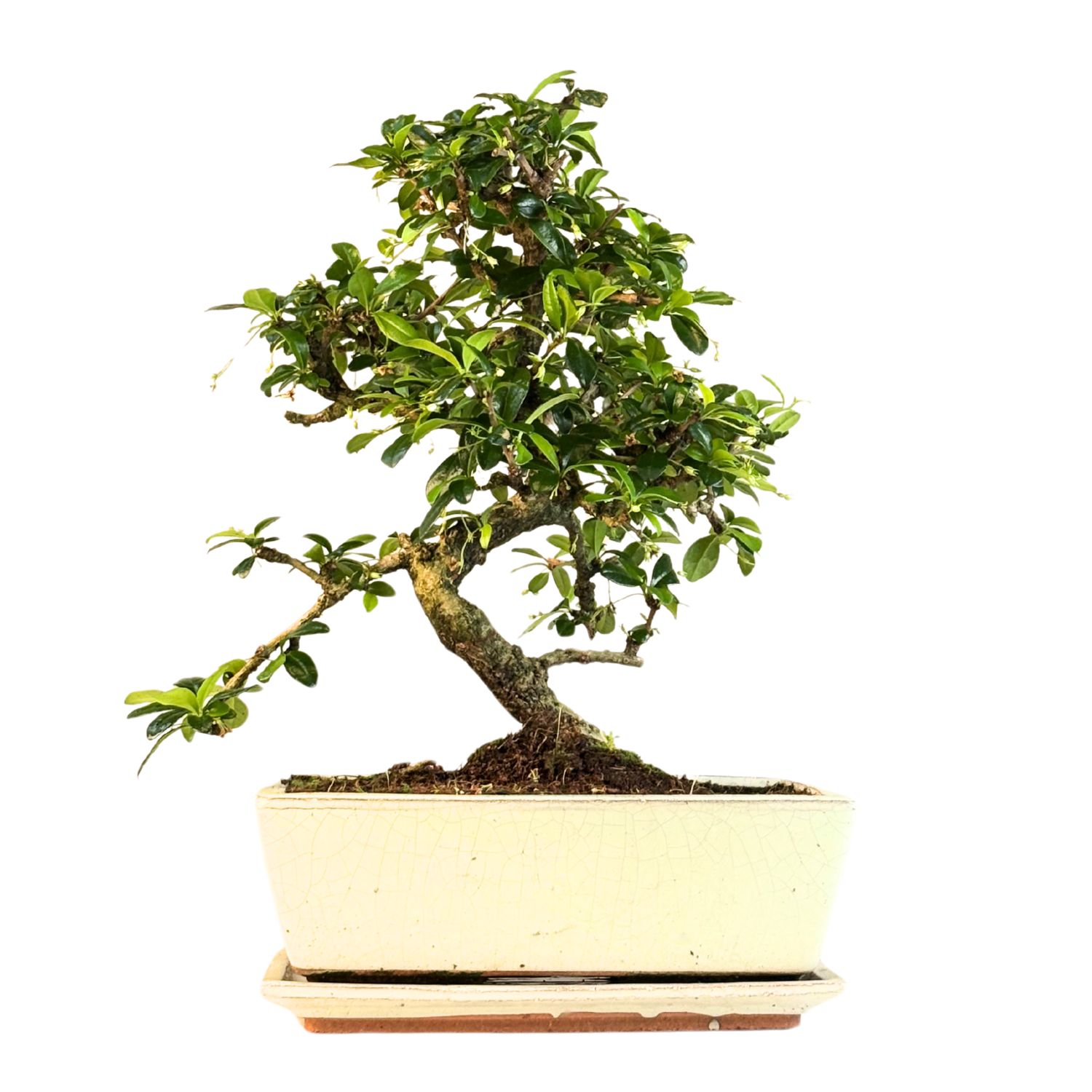 Fukien Teebaum Bonsai P25 S (Carmona baum)