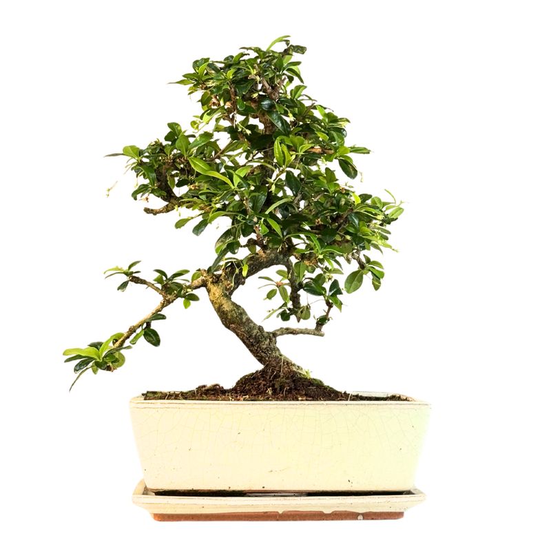 Fukien Teebaum Bonsai P25 S (Carmona baum) Fukien Teebaum Bonsai P25 S (Carmona baum)
