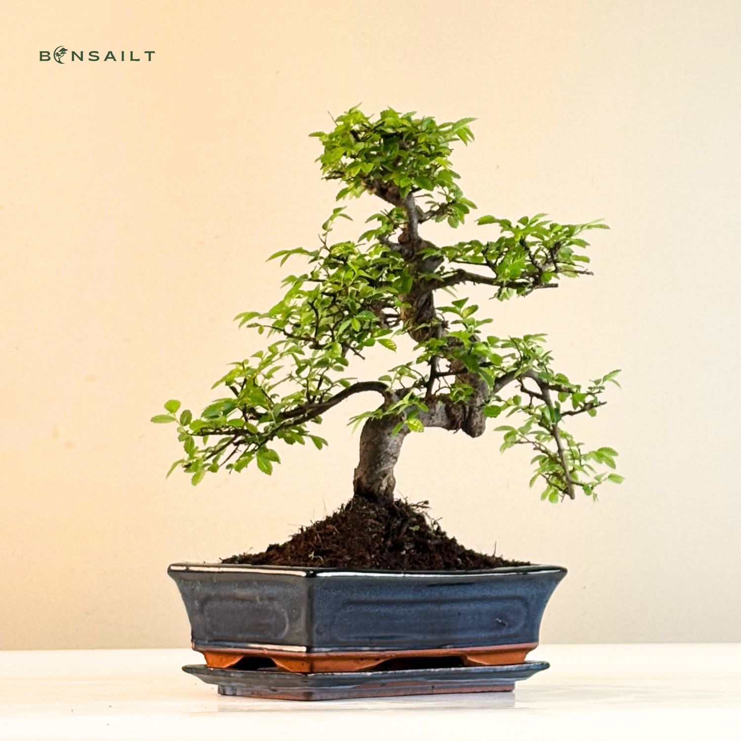 Chinesische Ulme  Ulmus parvifolia - Bonsai Baum P25 S