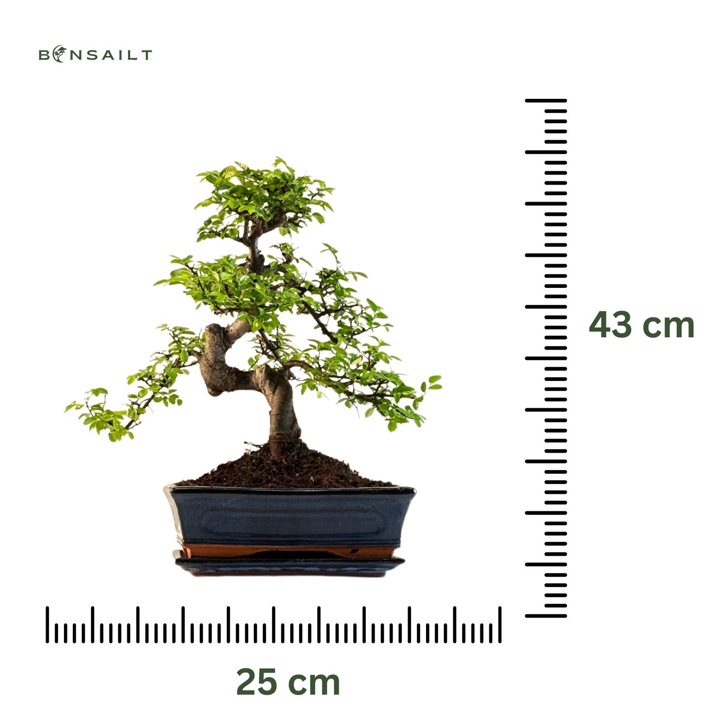 eibe hicksii Taxus media 'Hicksii' / Becher-Eibe